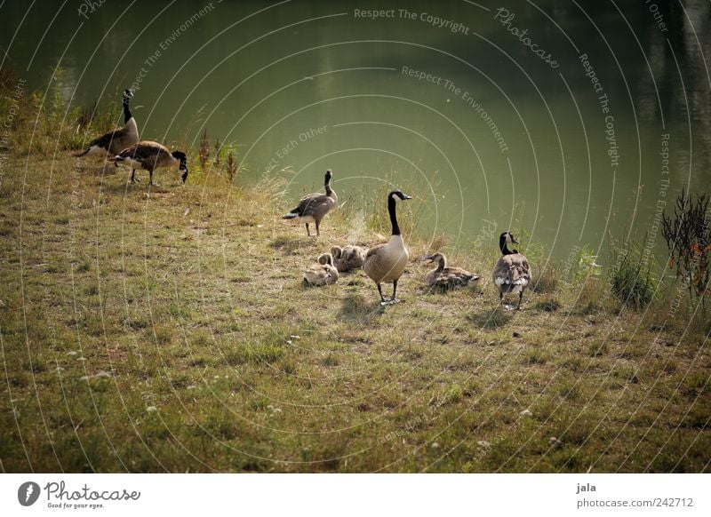 extended family Nature Summer Grass Foliage plant Wild plant Meadow River Animal Wild animal Goose Canadian goose Group of animals Together Natural Brown Green