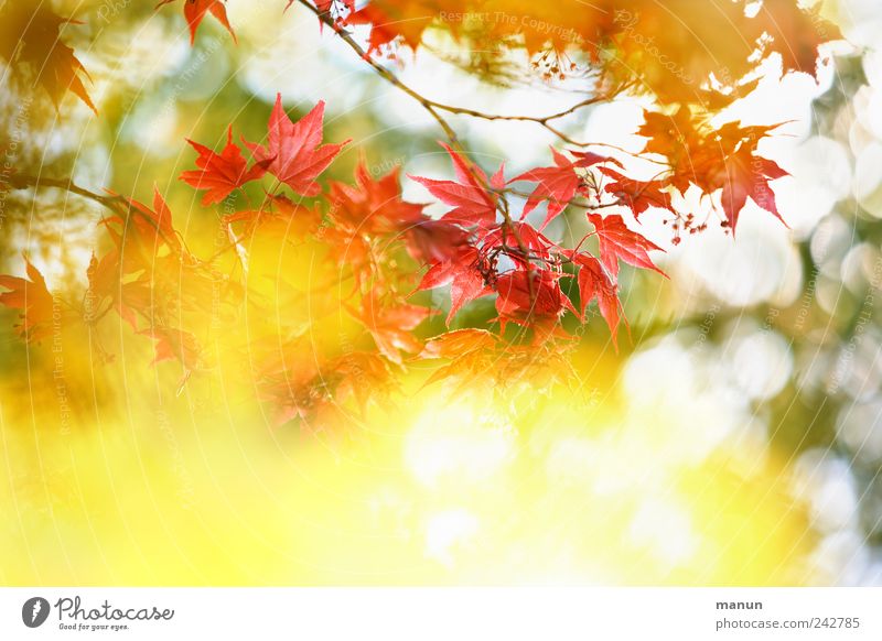 sunspots Nature Spring Autumn Flower Leaf Maple tree Maple leaf Maple branch Branch Glittering Illuminate Authentic Fantastic Natural Beautiful Yellow Red