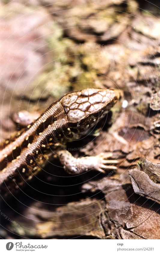 lizard Lizards Animal Nature Macro (Extreme close-up)