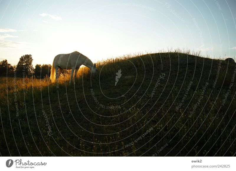 Dinner for one horse Environment Nature Landscape Plant Animal Cloudless sky Horizon Climate Beautiful weather Tree Grass Bushes Meadow Hill Schonen Horse 1