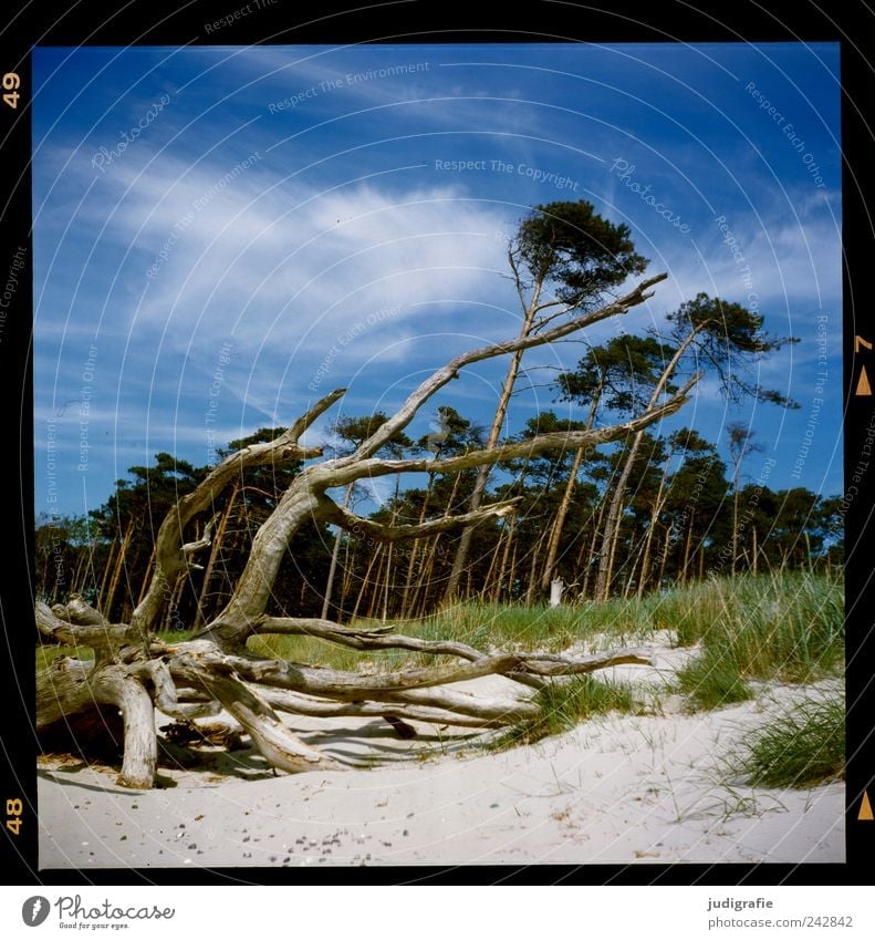 western beach Environment Nature Landscape Climate Wind Gale Plant Tree Forest Coast Beach Baltic Sea Ocean Darss Western Beach To dry up Growth Natural Wild