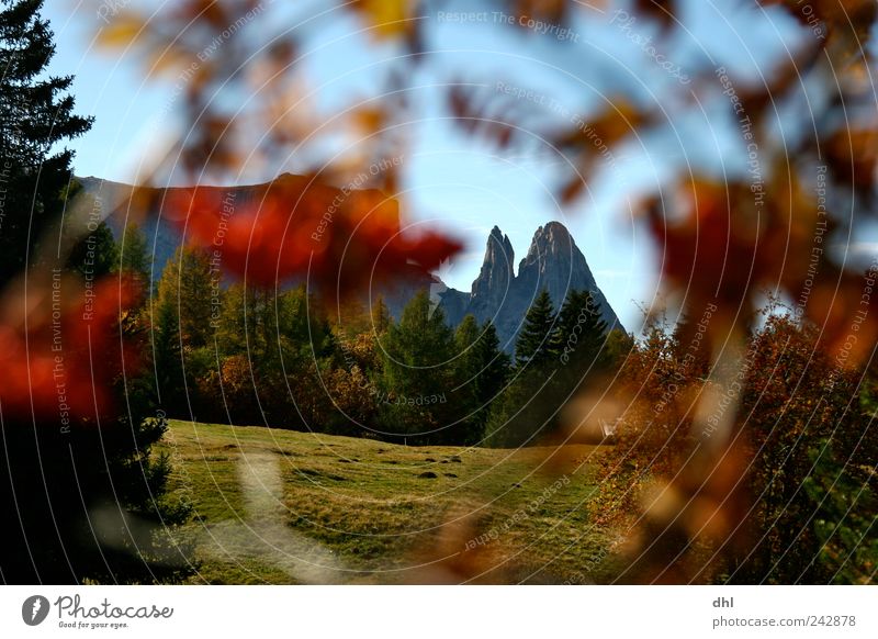 Dolomite frame Nature Landscape Plant Cloudless sky Autumn Beautiful weather Tree Bushes Forest Rock Alps Mountain Peak Hiking Joie de vivre (Vitality) To enjoy