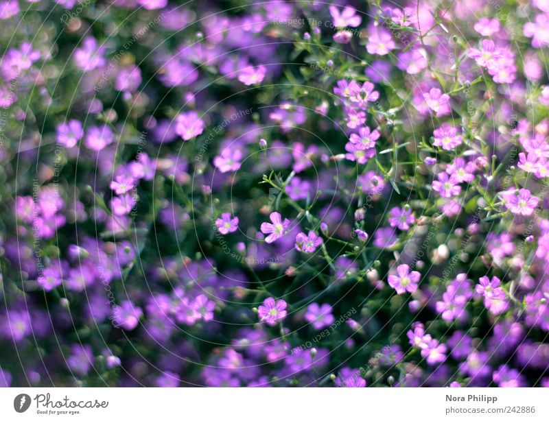 baby's breath Life Harmonious Well-being Fragrance Summer Environment Nature Plant Sunlight Flower Bushes Leaf Blossom Pot plant Baby's-breath Garden Park