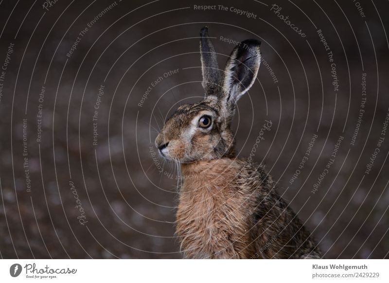 master lamp Environment Nature Spring Summer Field Forest Animal Wild animal Animal face Pelt Hare & Rabbit & Bunny 1 Observe Listening Looking Sit Brown Gray