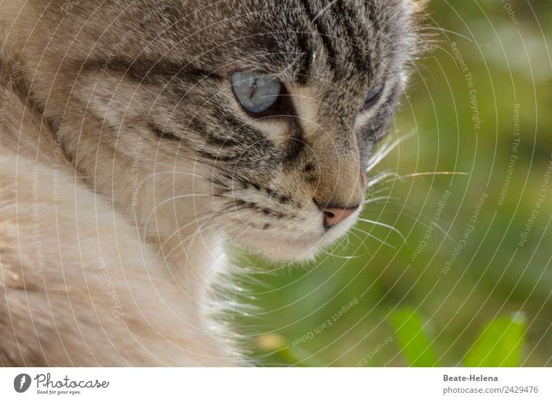 Before the cat's jump Elegant Environment Nature Sunlight Summer Grass Pet Cat Animal face Pelt Observe Crouch Wait Esthetic Curiosity Beautiful Blue Green