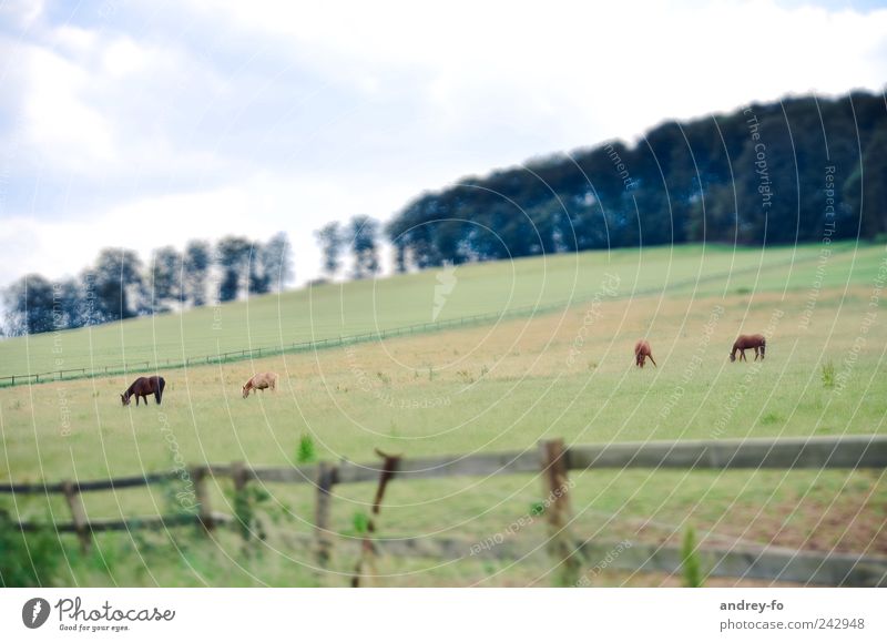 on the field. Harmonious Agriculture Forestry Landscape Sky Summer Meadow Deserted Animal Pet Horse 4 Animal family Field Control barrier Wood Grass Green Fence