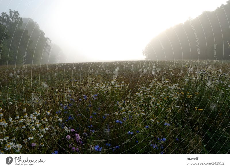 Summer morning Nature Landscape Plant Sunlight Weather Fog Flower Blossom Agricultural crop Wild plant Cornflower Chamomile Field Forest Yellow Green White