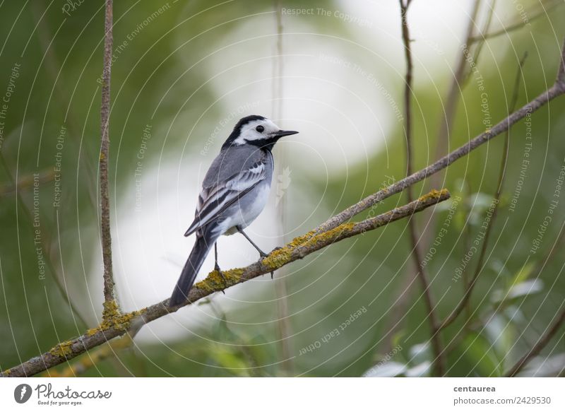 Bird on a branch 3 Nature Animal Spring Tree Bushes Garden Park Wild animal Wing Claw 1 Stand Love of animals Wagtail Colour photo Exterior shot Copy Space top