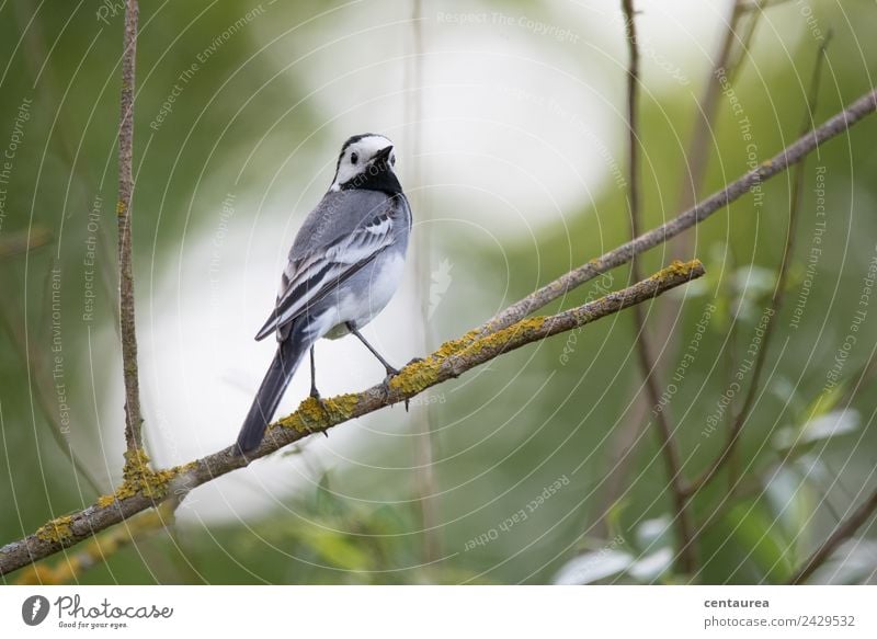 Bird on a branch 2 Nature Animal Spring Tree Bushes Garden Park Wild animal Wing Claw 1 Stand Elegant Gray Green Black White Contentment Wagtail Colour photo