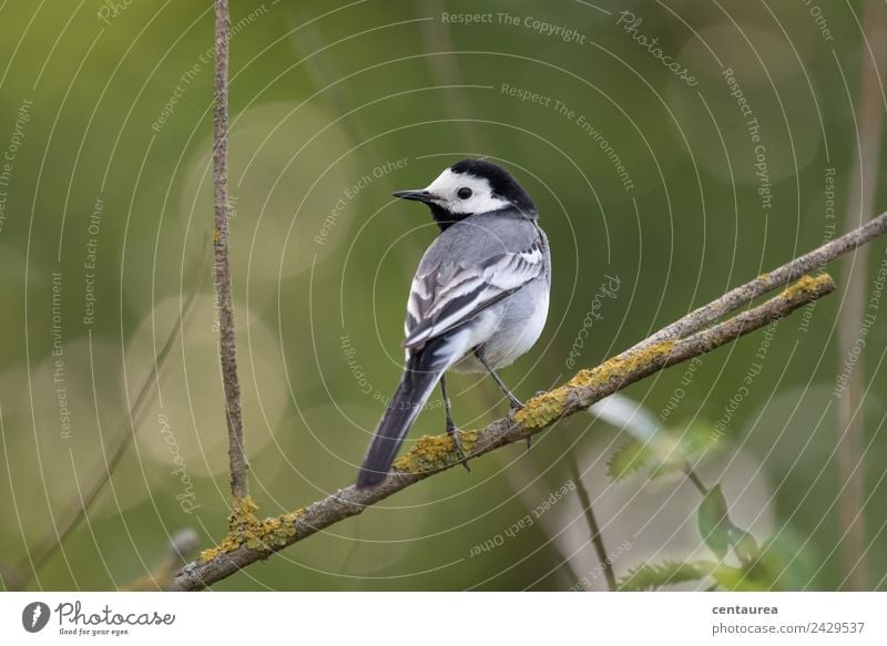 Bird on a branch 1 Nature Animal Spring Tree Bushes Garden Park Wild animal Stand Gray Green Black White Contentment Relaxation Wagtail Colour photo