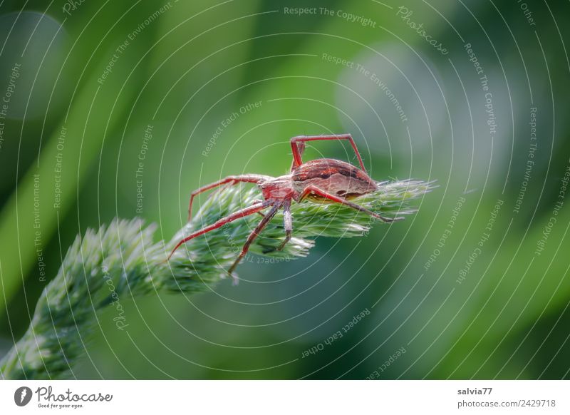 On the lookout Nature Plant Animal Spring Summer Grass Leaf Blossom scarlet grass Meadow Wild animal Spider Wolf spider 1 Hunting Threat Astute Green Planning