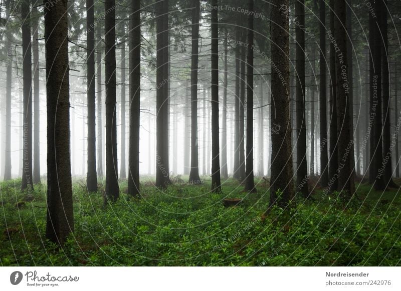 forest Nature Landscape Plant Air Summer Autumn Climate Weather Bad weather Fog Tree Forest Observe Threat Dark Creepy Fear Loneliness Moody Coniferous forest