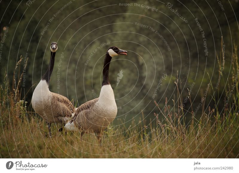 wild geese Nature Landscape Plant Tree Grass Bushes Foliage plant River Animal Wild animal Bird Canadian goose 2 Pair of animals Natural Beautiful Brown Green
