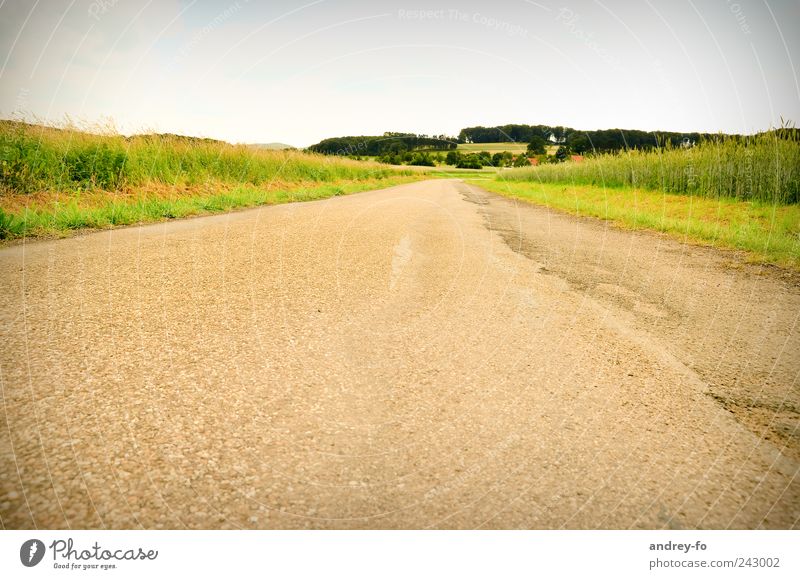 The way. Nature Sky Street Optimism Perspective Lanes & trails Asphalt Vantage point Yellow Panorama (View) Field Country road Village Outskirts Empty