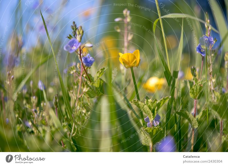 Blue and yellow meadow flowers Nature Plant Sky Summer Beautiful weather Grass Leaf Blossom Wild plant Marsh marigold honorary prize Blossoming Growth Together