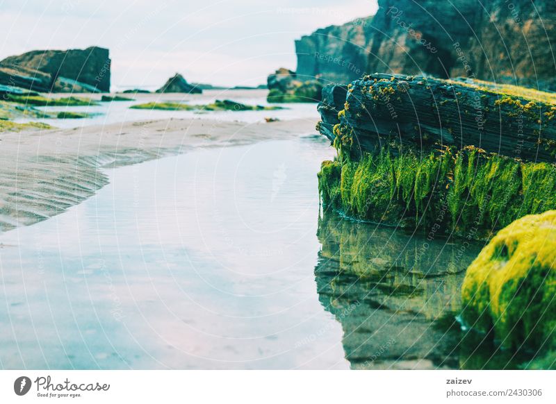 puddle with reflection of stones with green seaweed on the beach Exotic Vacation & Travel Tourism Ocean Waves Nature Landscape Sand Climate Moss Rock Coast