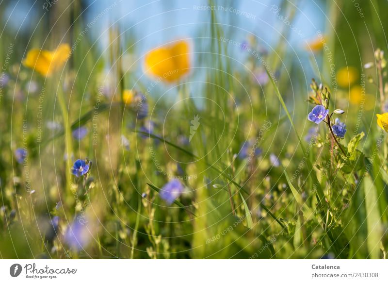 Meadow flowers, buttercup and speedwell Nature Plant Sky Summer Beautiful weather Flower Grass Leaf Blossom Grass blossom honorary prize Marsh marigold