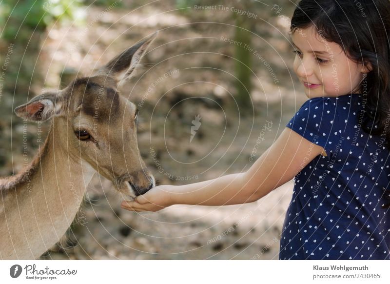 Child joy. Girl feeds a fallow deer Picnic Joy Hair and hairstyles Skin Face Infancy Head Arm Hand 1 Human being 3 - 8 years Zoo Spring Summer Clothing Dress