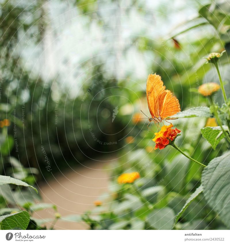 for inkje: just a little orange butterfly :-) Leisure and hobbies Vacation & Travel Tourism Trip Freedom Summer Nature Plant Spring Beautiful weather Tree