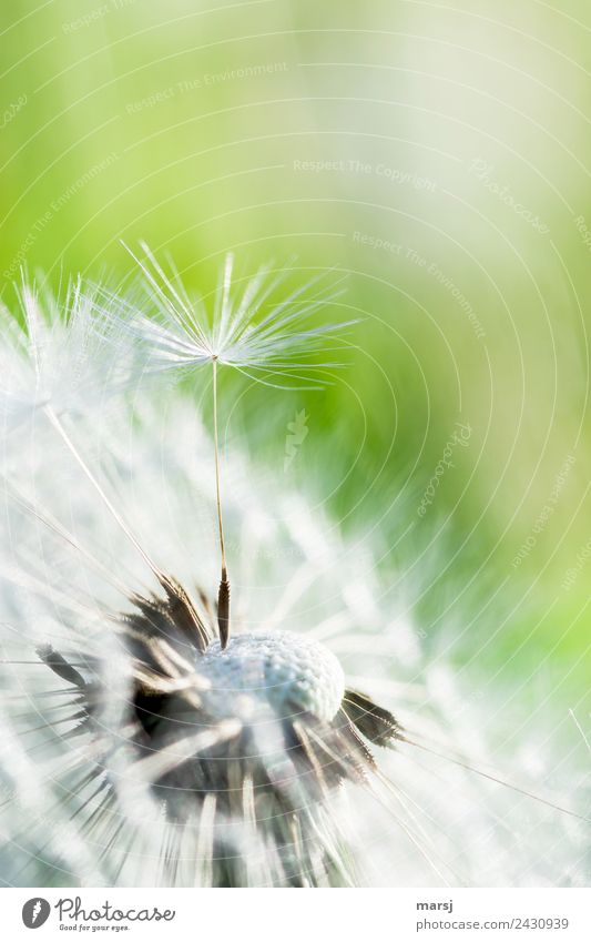 upright Life Harmonious Calm Nature Spring Beautiful weather Plant Dandelion Seed Thin Authentic Success Power Brave Propagation White Green Fine Delicate