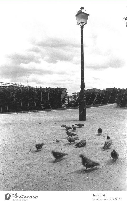 1632-oo5 Paris Pigeon Lantern Clouds Dreary Europe Black & white photo