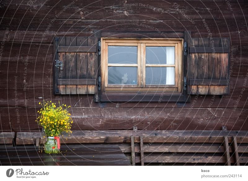 Almfoto I Contentment Vacation & Travel Summer Summer vacation Mountain Hiking Alpine pasture Bad weather Flower Alps Austria Europe Deserted Hut Wall (barrier)