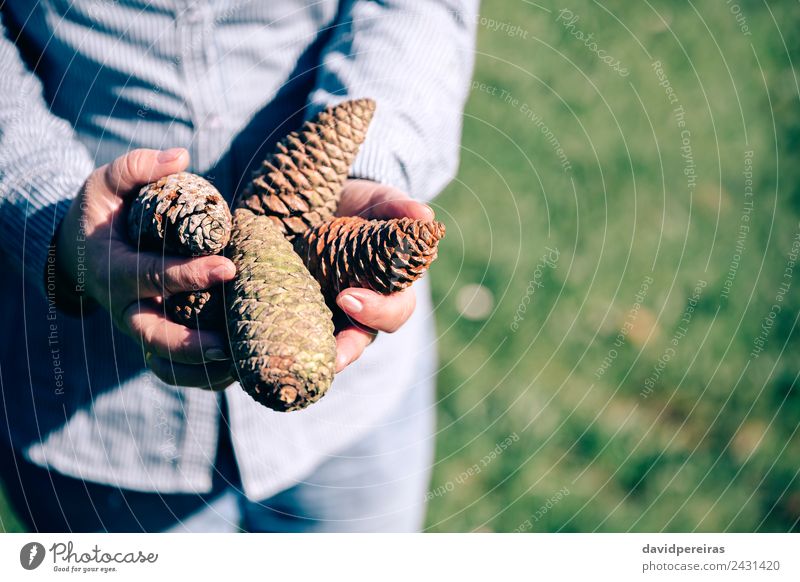 Senior woman holding pine cones in hands Lifestyle Relaxation Leisure and hobbies Human being Woman Adults Hand Nature Tree Grass Forest Ornament Old Authentic