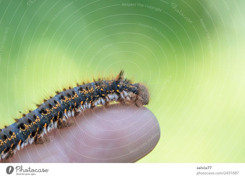 Hairy caterpillar Environment Nature Animal Wild animal Insect Larva Caterpillar 1 Crawl Soft Cuddly Adaptable Fingers Colour photo Exterior shot