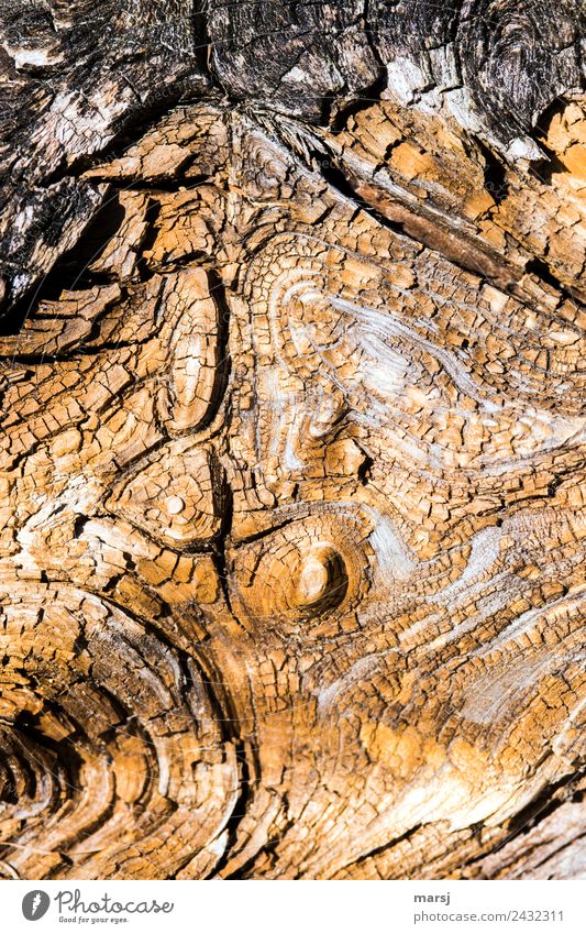 worn out | old and washed out. Crater landscape on a tree stump Texture of wood wooden background Background picture wood surface peculiar Fatigue Fiasco Death