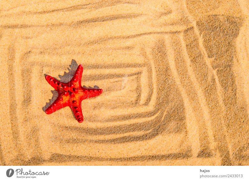 Starfish on the beach with pattern Vacation & Travel Summer Beach Sand 1 Animal Red muste vacation holidays Copy Space Tourism Colour photo Exterior shot