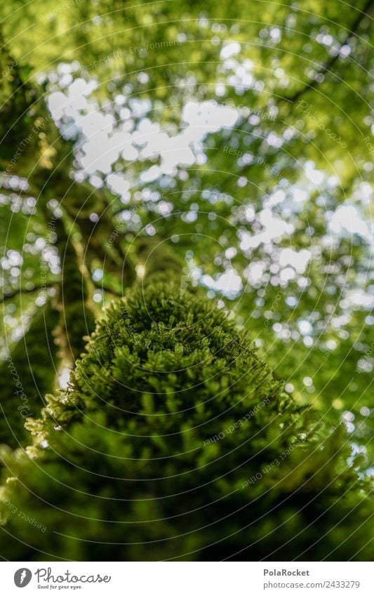 #S totally mossed! Nature Uniqueness Treetop Leaf Moss Green Sustainability Slovenia Leaf canopy Detail Nature reserve Natural phenomenon Soft Forest Light