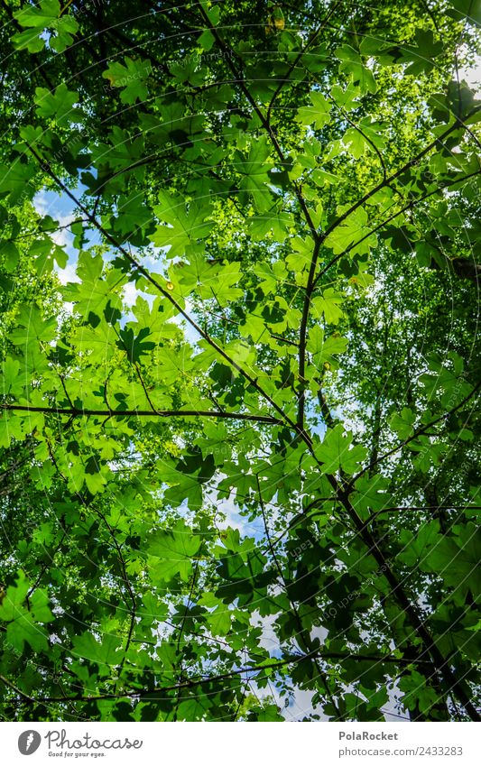 #S# Leaf canopy Environment Nature Beautiful To leaf (through a book) Green Foliage plant Treetop Sky Flare Visual spectacle Branched Growth Nature reserve