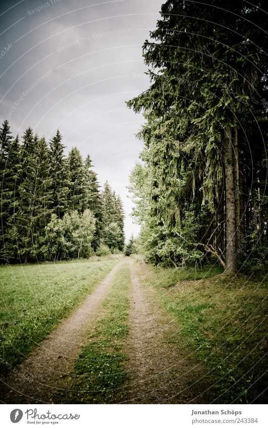 follow the forest path Environment Nature Landscape Sky Climate Weather Bad weather Tree Forest Green Lanes & trails Target Walking Loneliness Grass