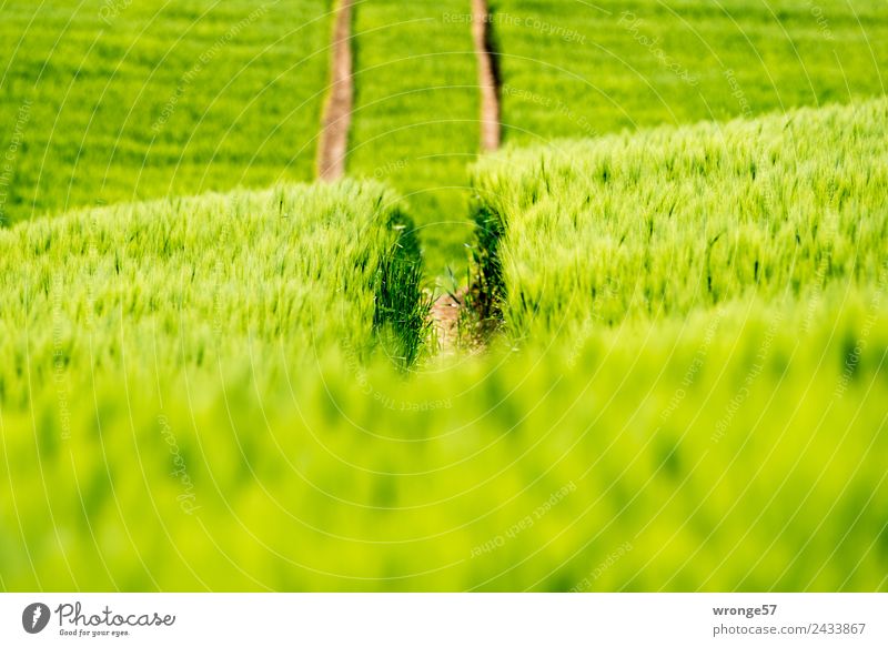 Grain field with lanes Environment Nature Plant Summer Beautiful weather Agricultural crop Field Growth Green Experience Margin of a field Tracks Skid marks