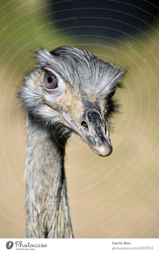 In the sights of the emus Animal Bird Animal face Zoo Emu 1 Observe Looking Elegant Friendliness Beautiful Near Natural Wild Yellow Gray Black Silver