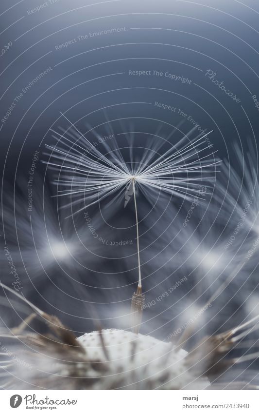 Ready to start Plant Dandelion Seed flying seeds Stand Esthetic Thin Authentic Bravery Power Hope Contentment Elegant Radial Concealed Survive Propagation Fine