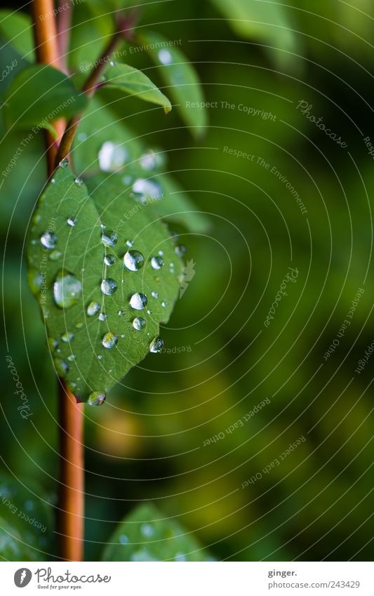drop shield Environment Nature Plant Water Drops of water Summer Bad weather Rain Blossom Foliage plant Park Cold Green Stalk Growth Damp Stick Colour photo
