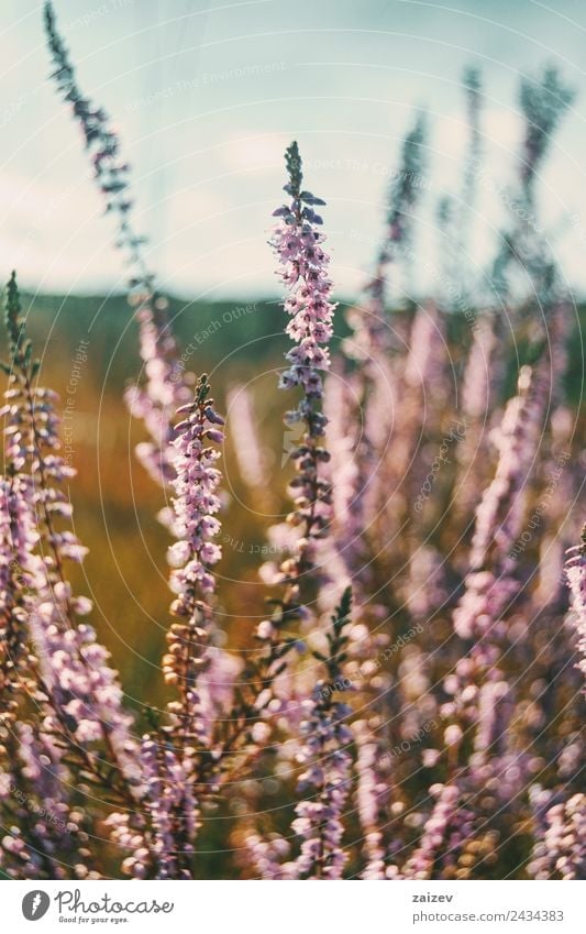 pink flowers of calluna vulgaris in a field at sunset Beautiful Summer Nature Plant Spring Autumn Flower Bushes Leaf Blossom Garden Park Meadow Field Fragrance