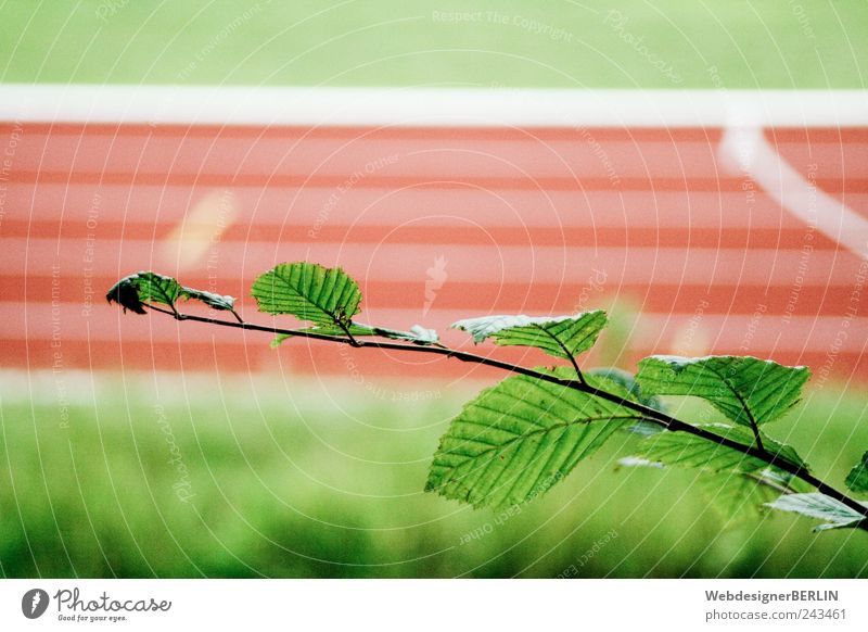 the leafy branch in front of the sports track Red Racecourse Sporting Complex Running sports Running track Branch Foot race Leaf Colour photo Copy Space top