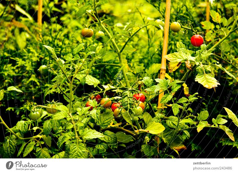 tomatoes Food Fruit Nutrition Organic produce Vegetarian diet Slow food Harmonious Well-being Contentment Garden Plant Flower Blossom Growth Emotions Harvest