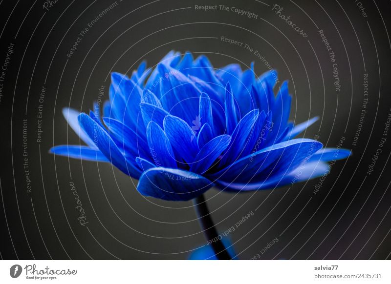 ** 800 ** Nature Plant Spring Flower Blossom Spring flower Anemone Garden Blossoming Esthetic Fragrance Beautiful Blue Black Elegant Colour Contrast