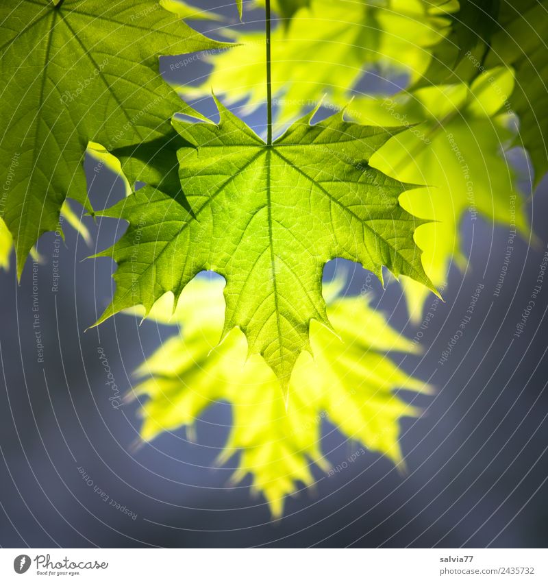 young maple leaves in the evening light Nature Plant Spring Tree Leaf Maple branch Norway maple Park Forest Illuminate Fresh Natural Warmth Soft Yellow Gray