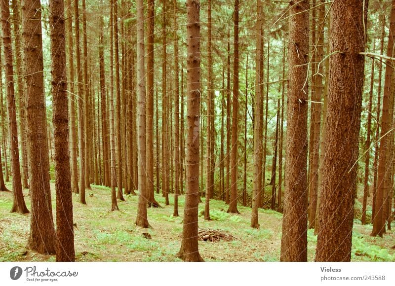 How to call into the forest...... Nature Landscape Plant Tree Forest Observe Natural Brown Coniferous trees Spruce Erz Mountains Colour photo Exterior shot