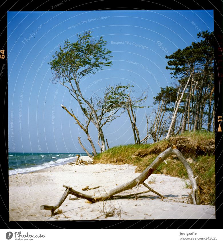 western beach Environment Nature Landscape Plant Water Sky Cloudless sky Summer Climate Beautiful weather Tree Grass Coast Beach Baltic Sea Ocean Darss