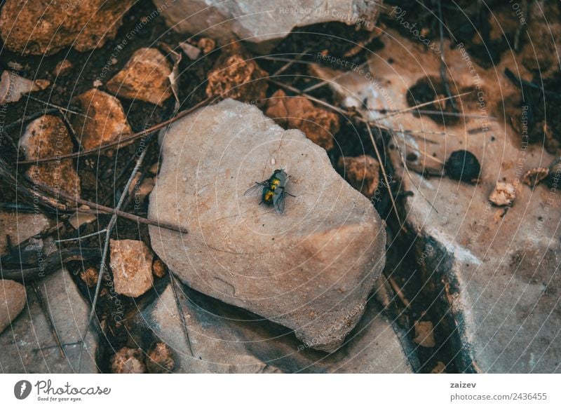 big black fly on top of a stone on the ground Garden Nature Animal Park Meadow Field Wild animal Fly 1 Stone Sit Small Natural Green Red Black White Loneliness