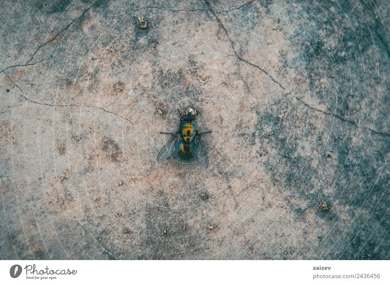 big and green fly close up view on a wall Garden Environment Nature Animal Park Meadow Field Forest Rock Wild animal Fly 1 Stone Sit Small Natural Green Red