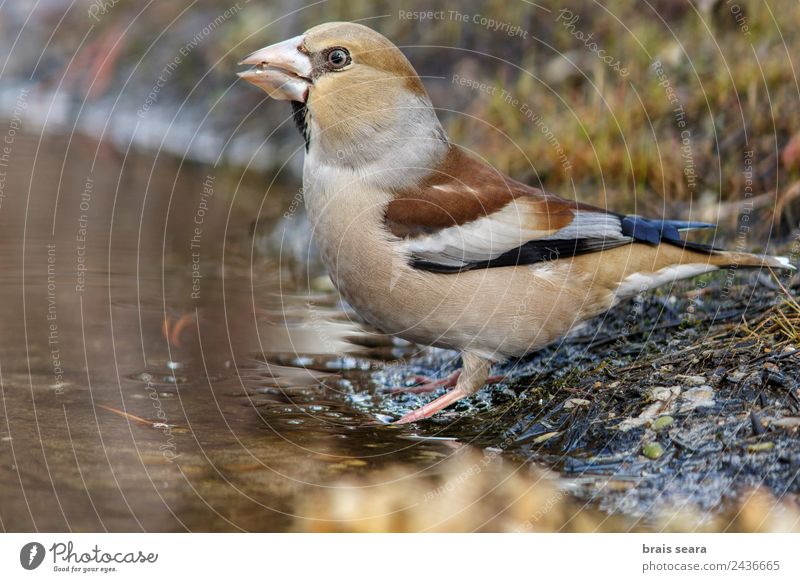 Hawfinch Science & Research Biology Biologist Ornithology Woman Adults Environment Nature Animal Water Earth Forest Wild animal Bird 1 Drinking Multicoloured