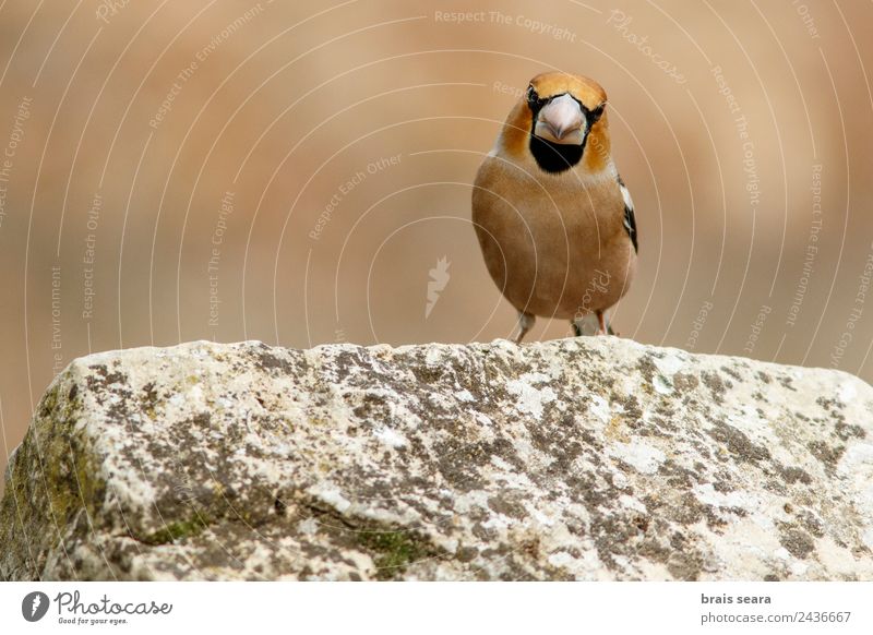 Hawfinch Science & Research Biology Biologist Ornithology Masculine Environment Nature Animal Earth Forest Wild animal Bird 1 Stone Natural Multicoloured