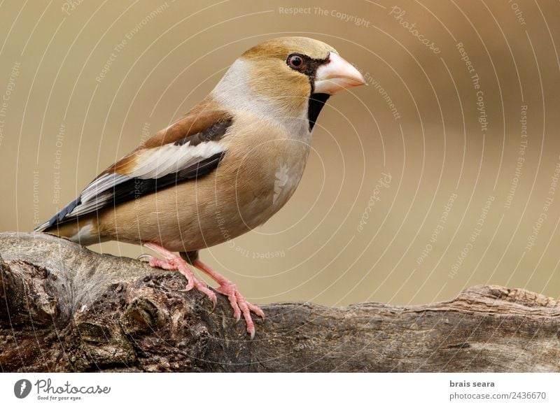 Hawfinch Science & Research Biology Ornithology Profession Biologist Feminine Environment Nature Animal Earth Forest Wild animal Bird 1 Wood Feeding