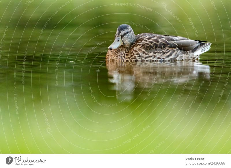 Mallard duck Environment Nature Animal Water Earth Wild animal Bird 1 Green Love of animals Environmental protection aves fauna wildlife vertebrate vertebrates